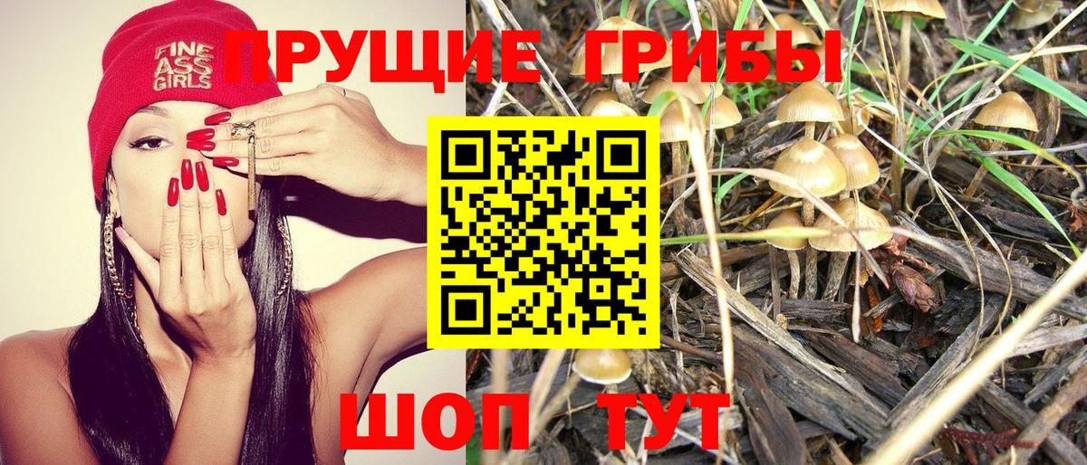 Псилоцибиновые грибы Psilocybine cubensis Чернушка